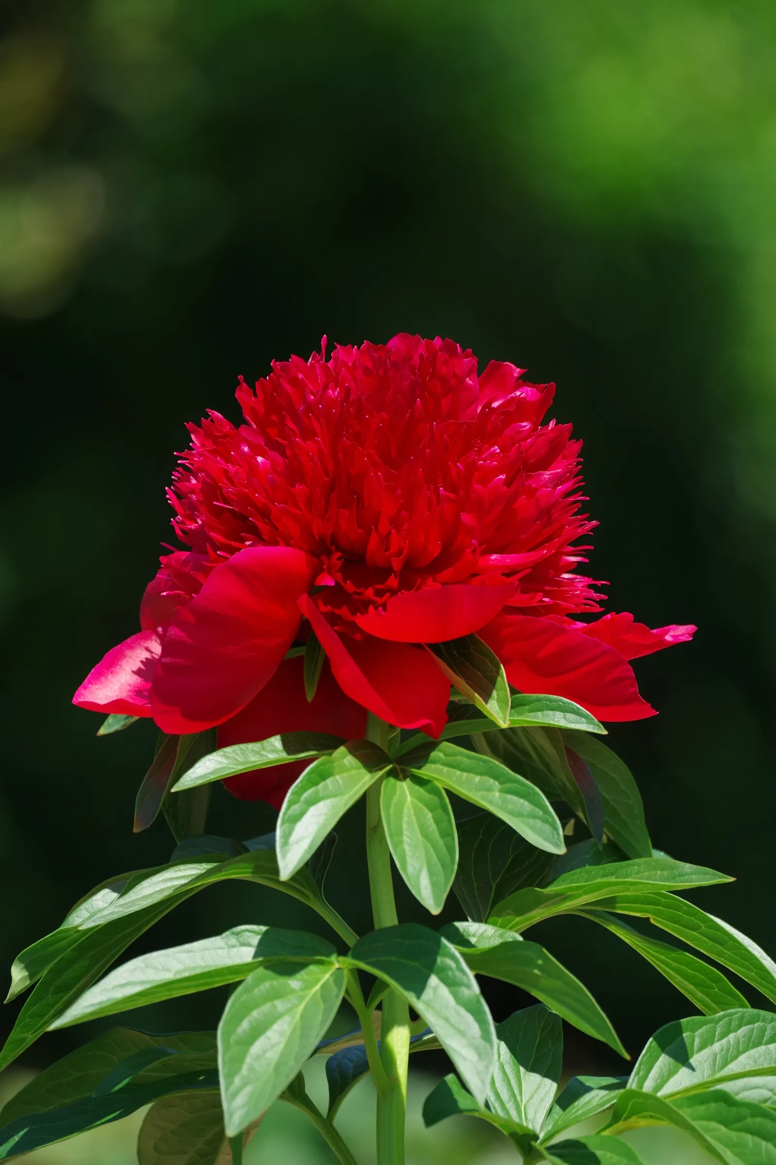 Chinese Peony (Paeonia Lactiflora) — which can span up to 10 inches across; fragrant flowers in shades from white to deep pink