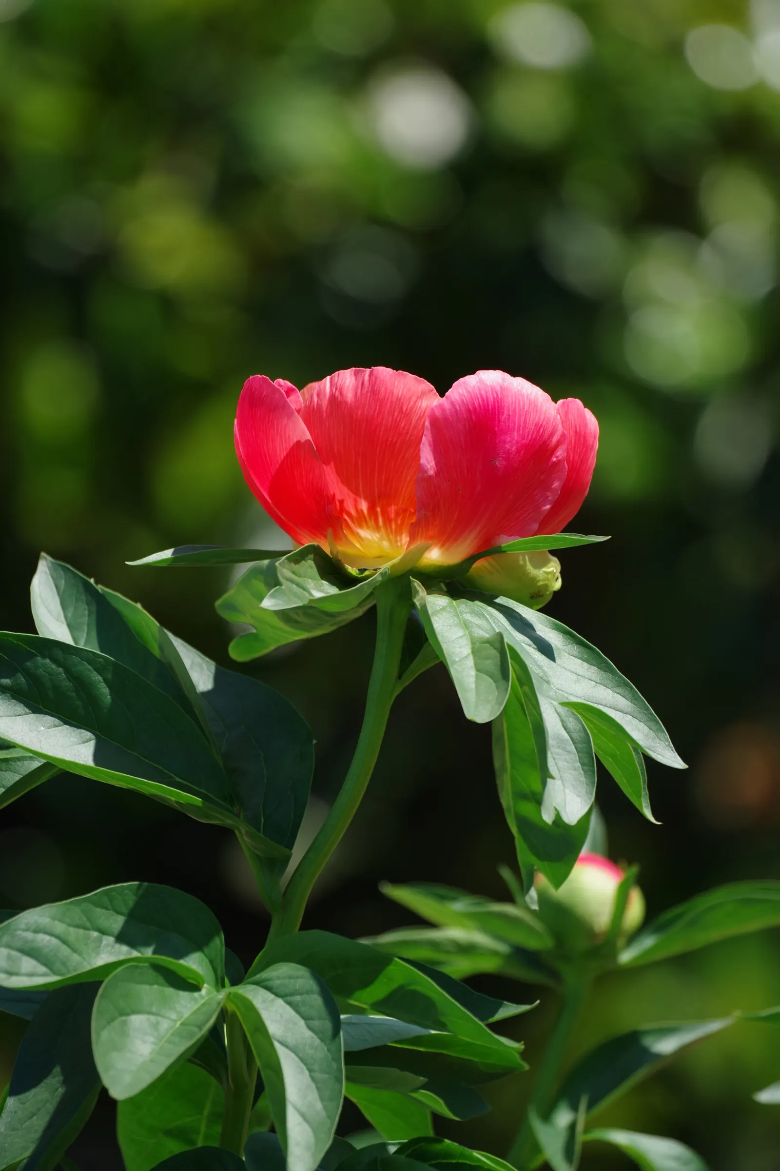 Chinese Peony (Paeonia Lactiflora) — The lush foliage provides a backdrop for summer plants after flowering; preferring full sun to partial shade, it