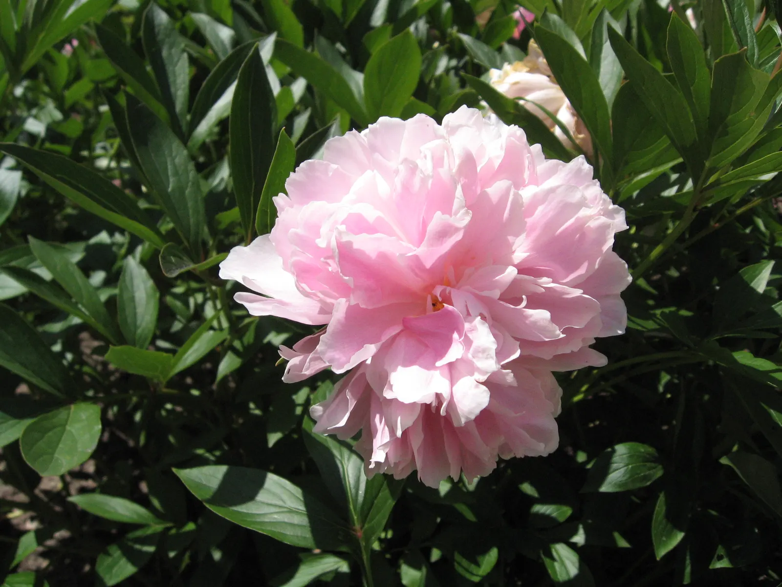 Chinese Peony (Paeonia Lactiflora) — and some cultivars feature enchanting multicolored petals