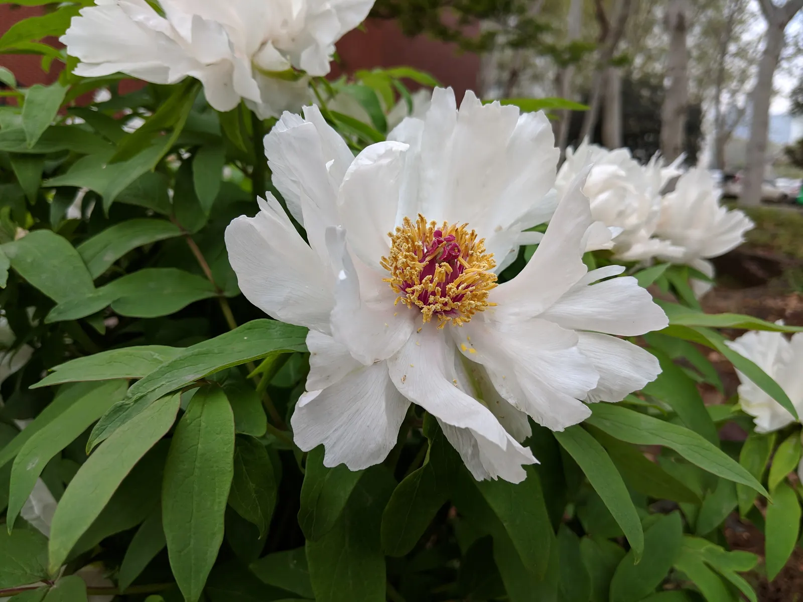 Chinese Peony (Paeonia Lactiflora) — which can span up to 10 inches across