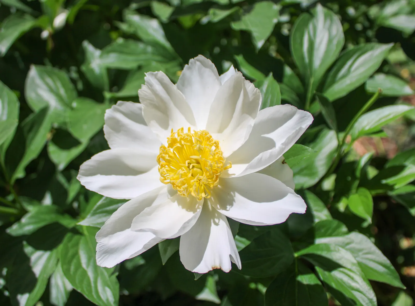 Chinese Peony (Paeonia Lactiflora) — this species boasts a rich horticultural history and is celebrated for its beauty and fragrance