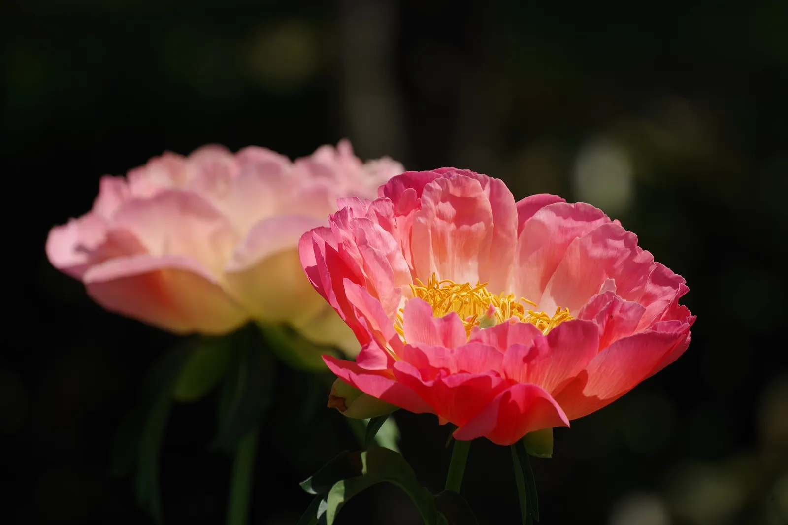 Chinese Peony (Paeonia Lactiflora) — consider that an individual plant can reach a mature size of roughly 2 to 3 feet in height and spread; early to mid-spring