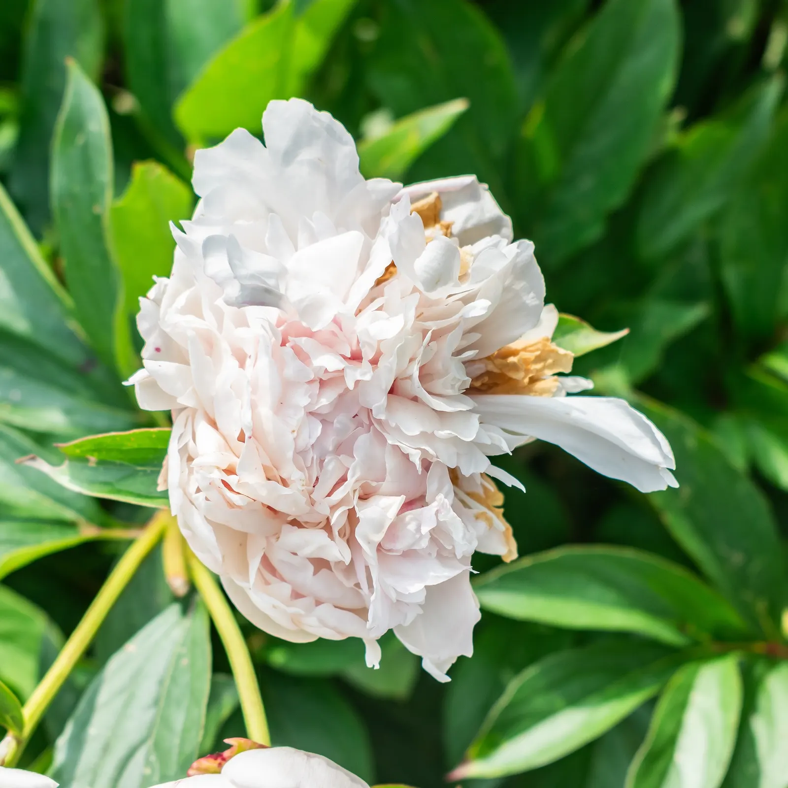 Chinese Peony (Paeonia Lactiflora) — perennial with pink and red and white blooms