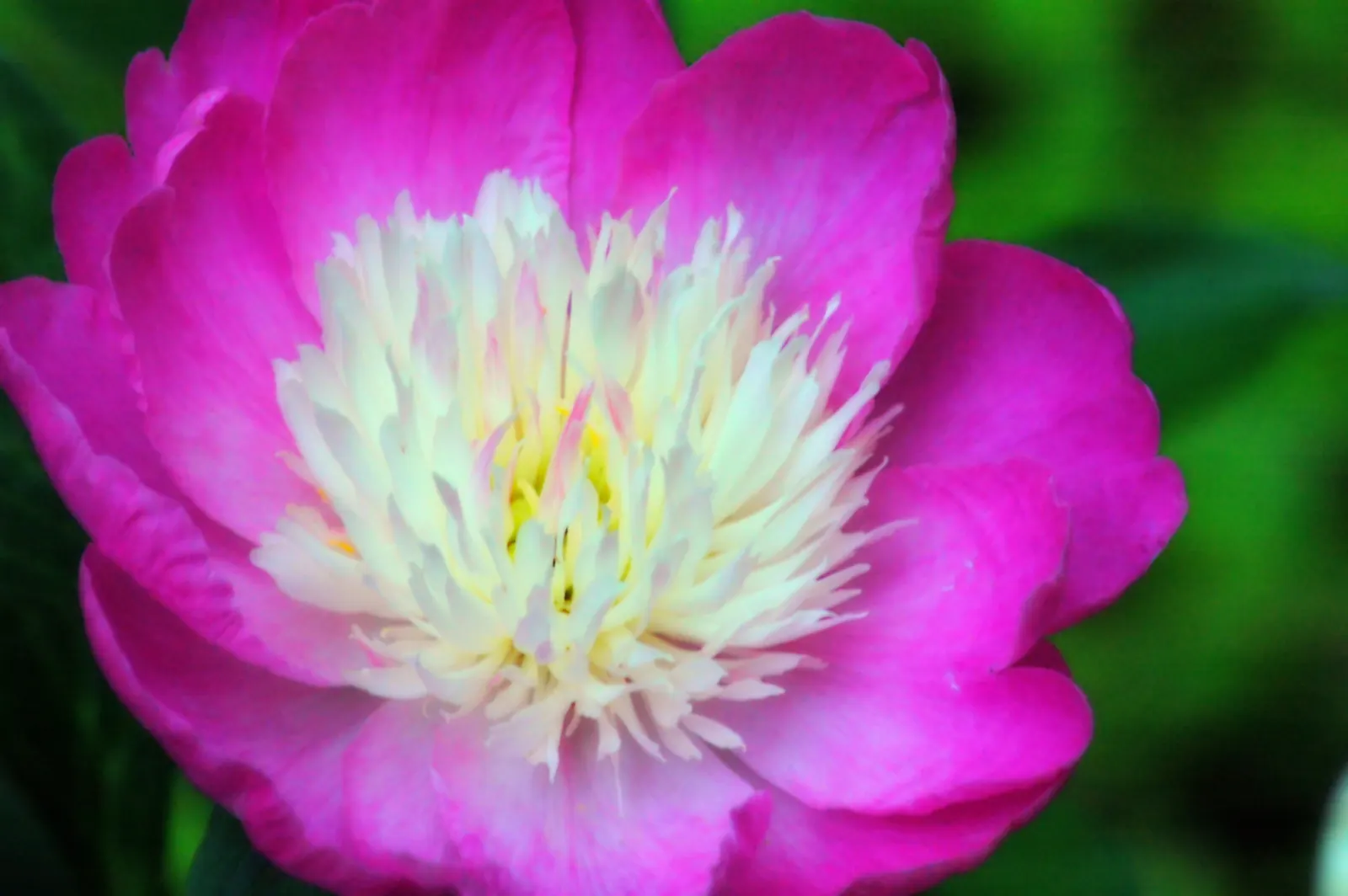 Chinese Peony (Paeonia Lactiflora) — The foliage remains an attractive green throughout the growing season