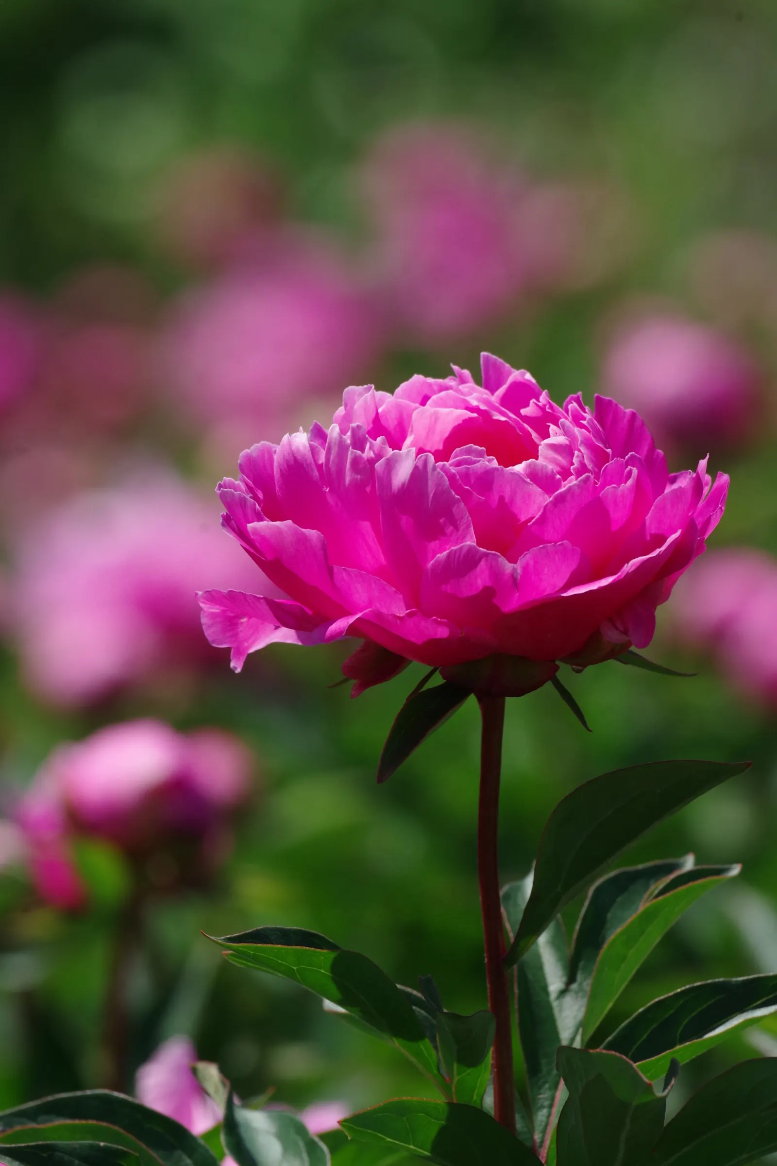 Chinese Peony (Paeonia Lactiflora) — Preferring full sun to partial shade, it flourishes in well-drained soil; recognized for their alluring scent