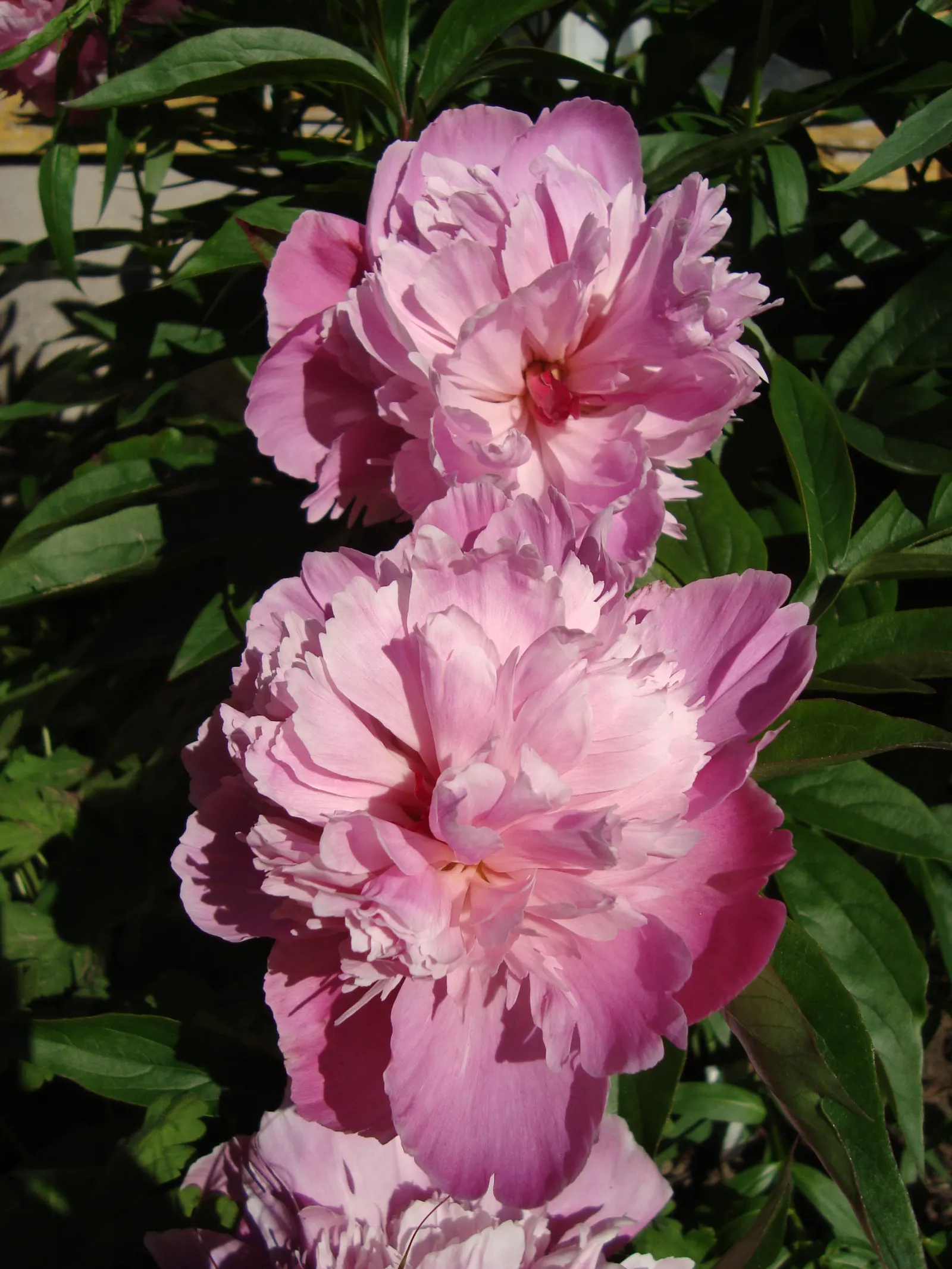 Chinese Peony (Paeonia Lactiflora) — exhibit a variety of hues including whites