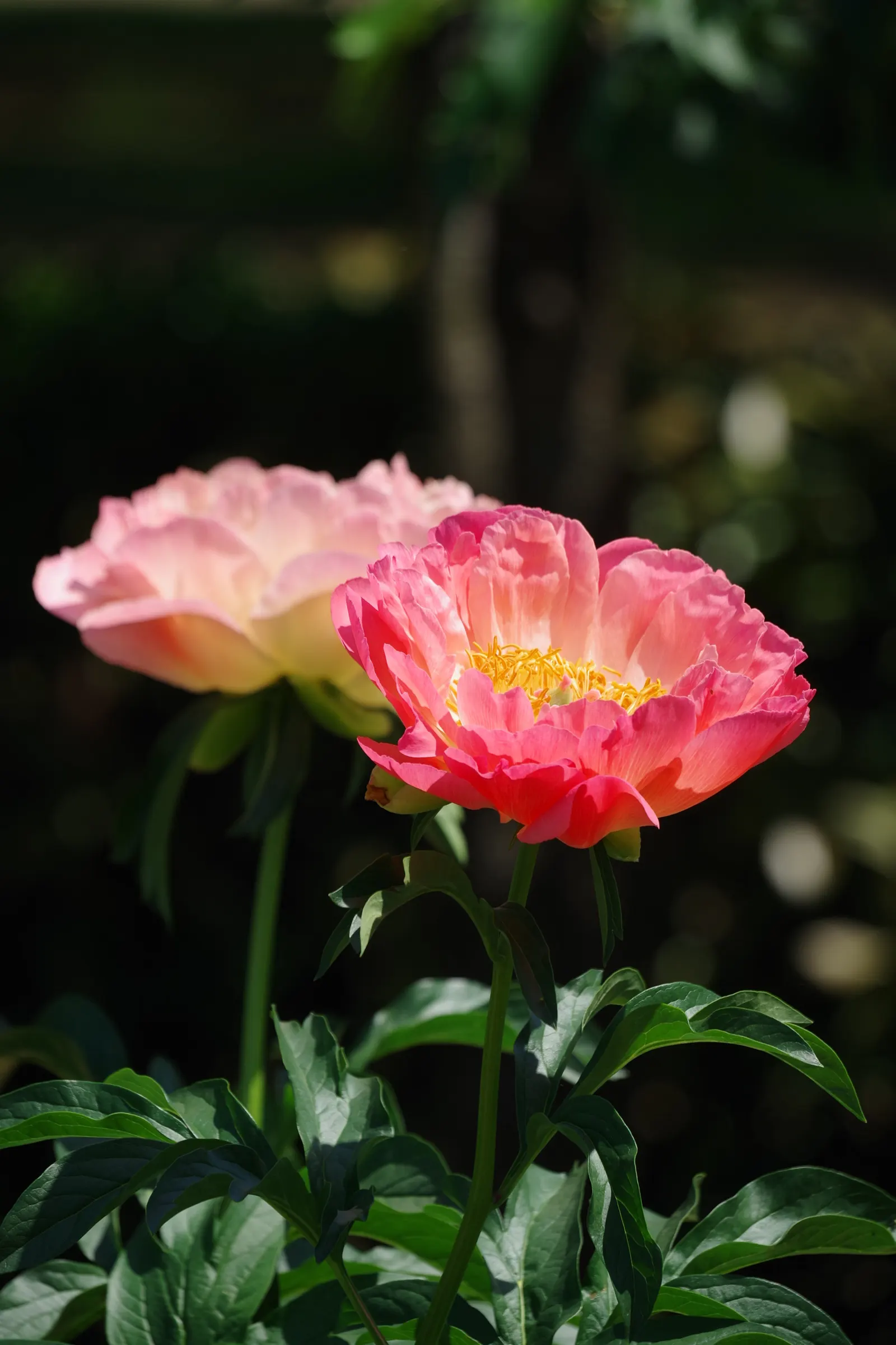 Chinese Peony (Paeonia Lactiflora) — When designing landscapes; this species boasts a rich horticultural history and is celebrated for its beauty and fragrance