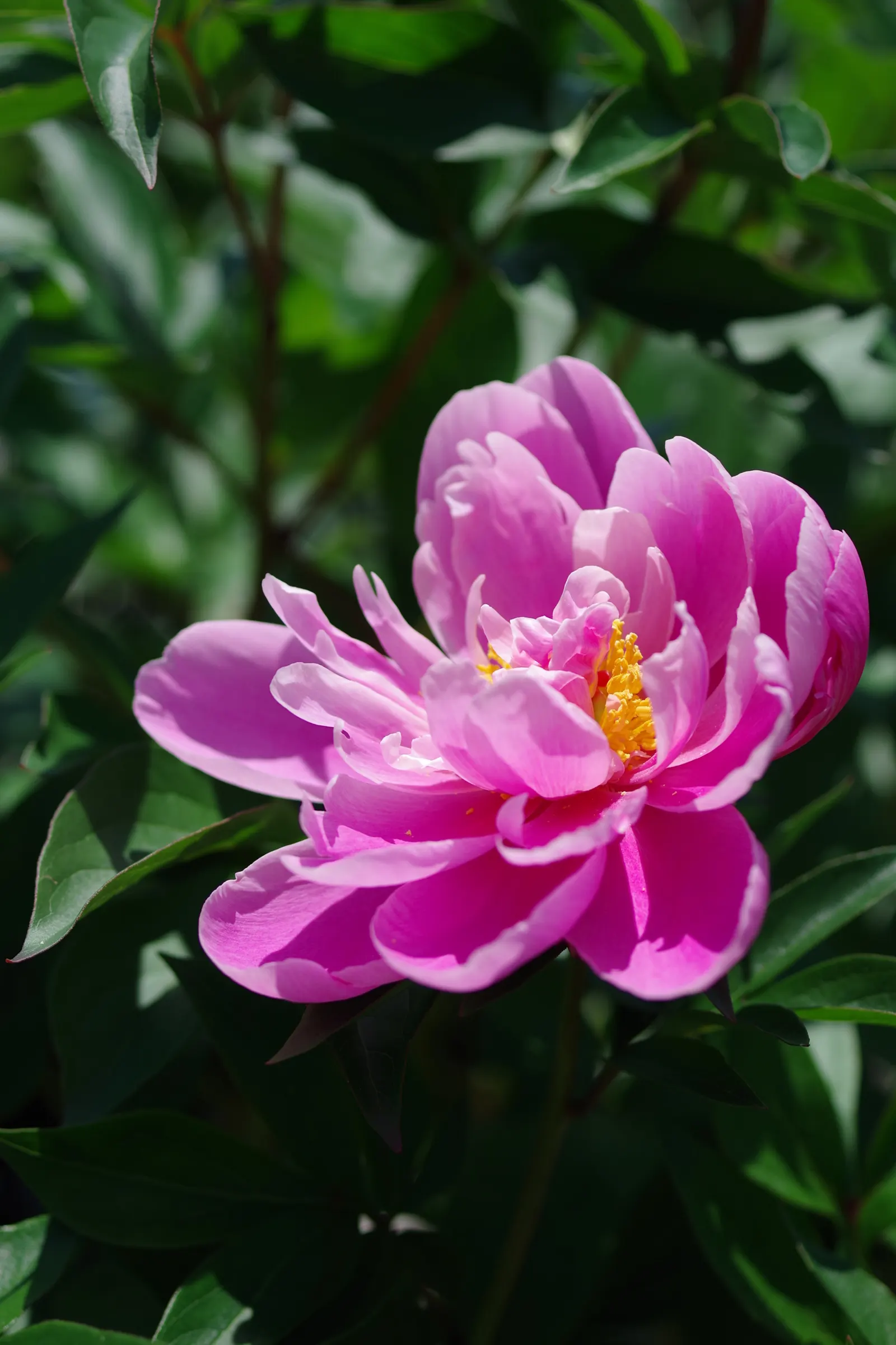 Chinese Peony (Paeonia Lactiflora) — Deer resistant and low maintenance; when designing landscapes