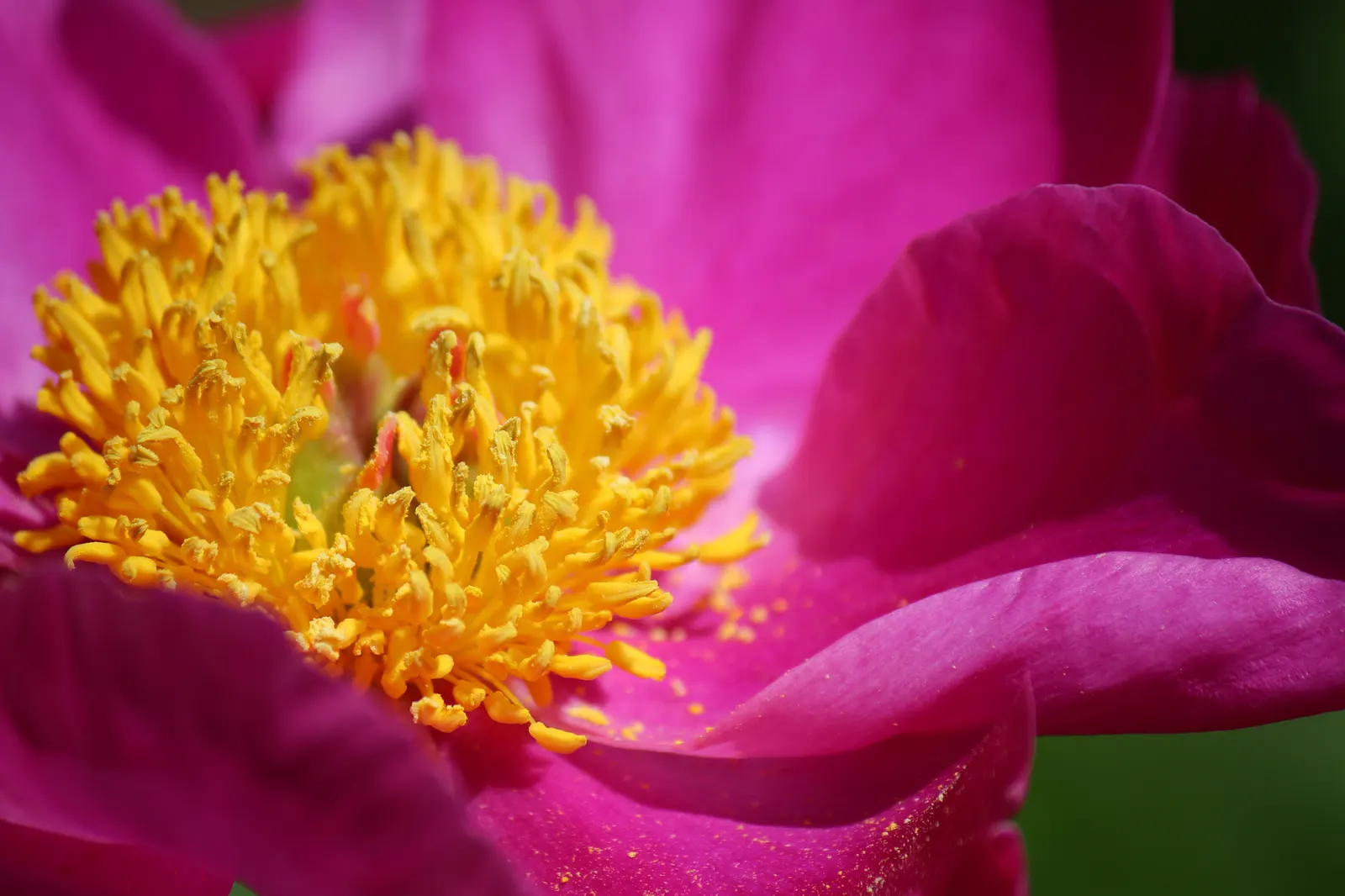 Chinese Peony (Paeonia Lactiflora) — attract pollinators to the landscape