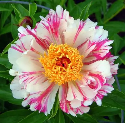 Chinese Peony (Paeonia Lactiflora) — and require minimal winter insulation once established