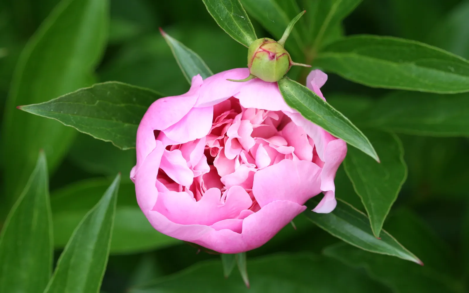Chinese Peony (Paeonia Lactiflora) — thus it requires ample space to thrive.<br><br>Blossoms