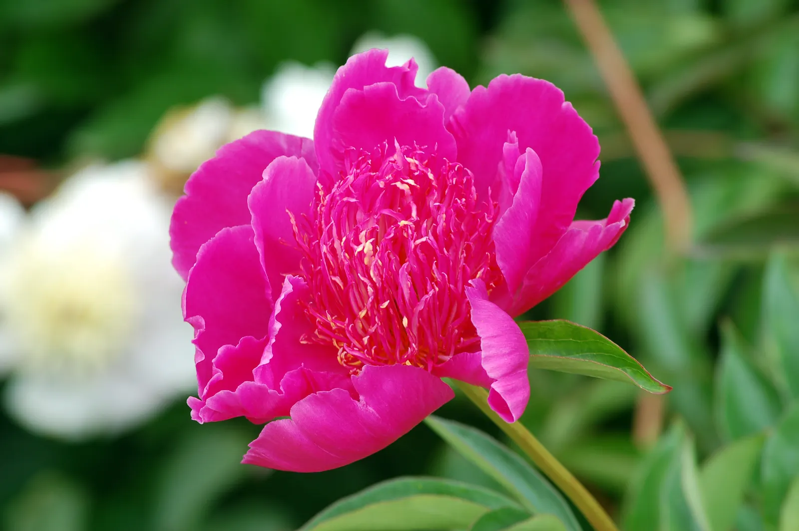 Chinese Peony (Paeonia Lactiflora) — pink and red and white flowers in the garden