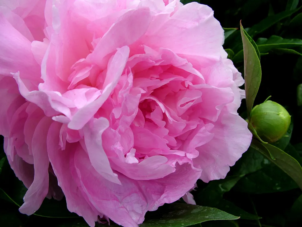Chinese Peony (Paeonia Lactiflora) — suitable for USDA zones 3 to 8