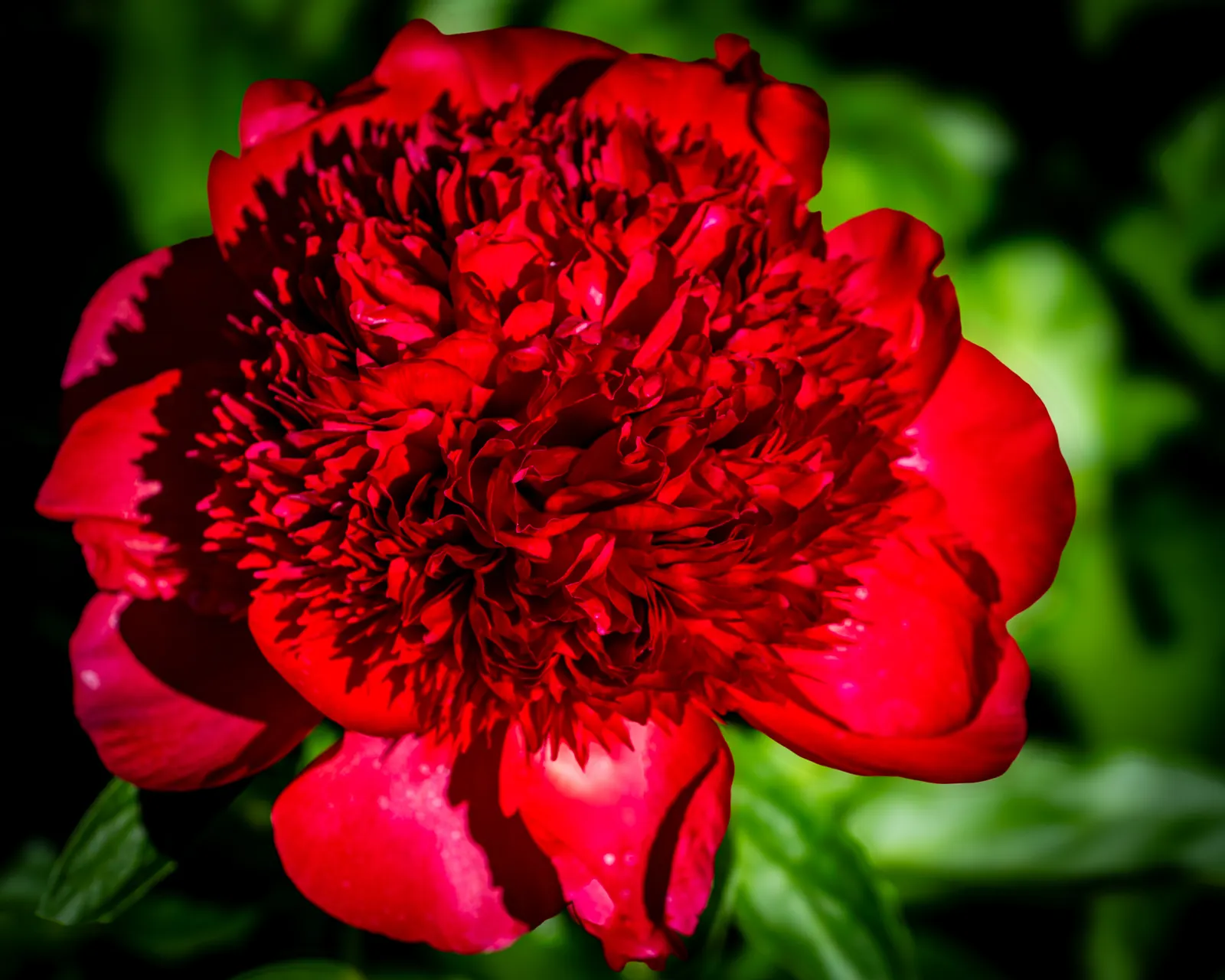 Chinese Peony (Paeonia Lactiflora) — It's vital to ensure adequate spacing between plants for air circulation, which helps prevent disease
