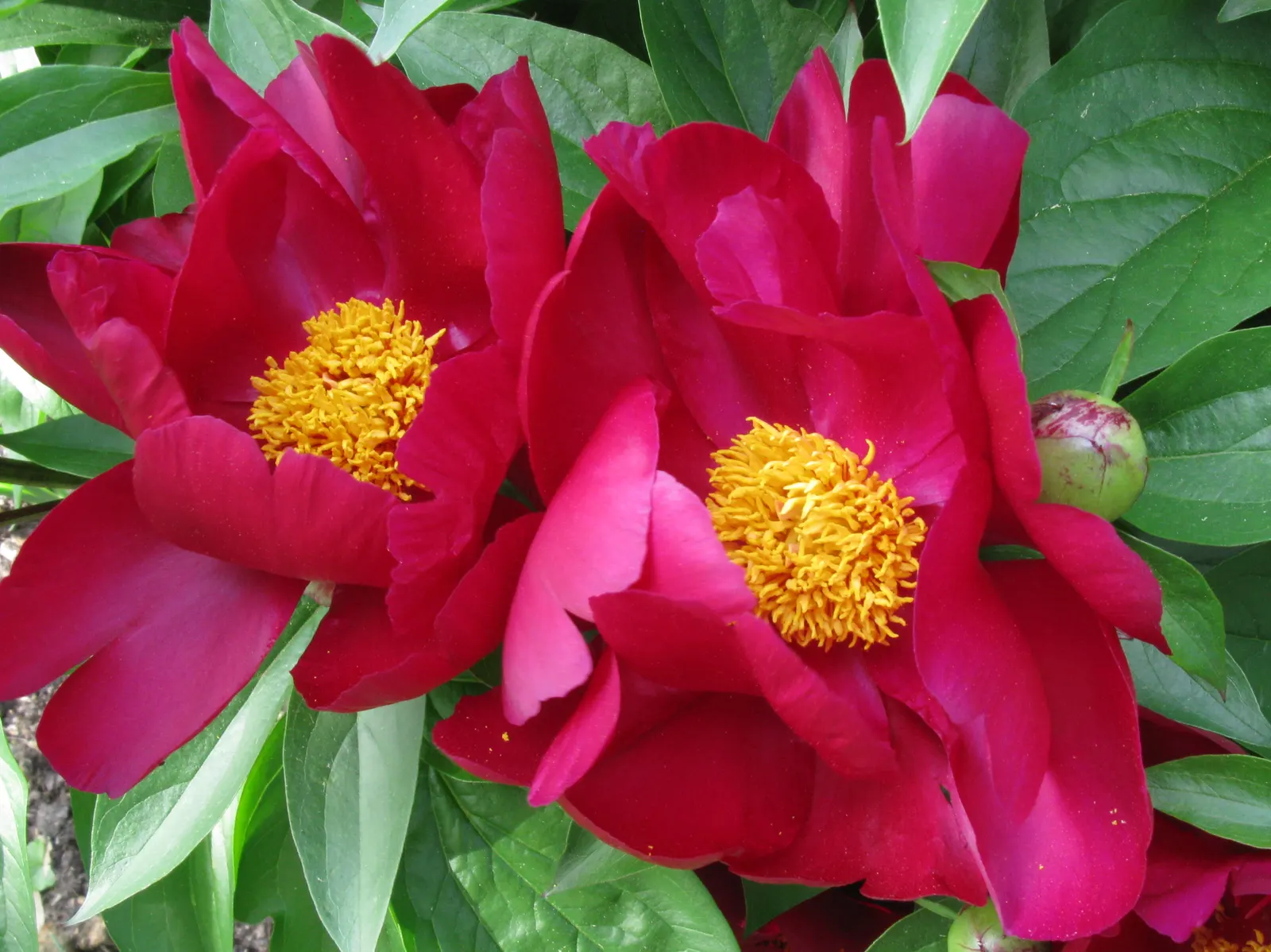 Chinese Peony (Paeonia Lactiflora) — recognized for their alluring scent