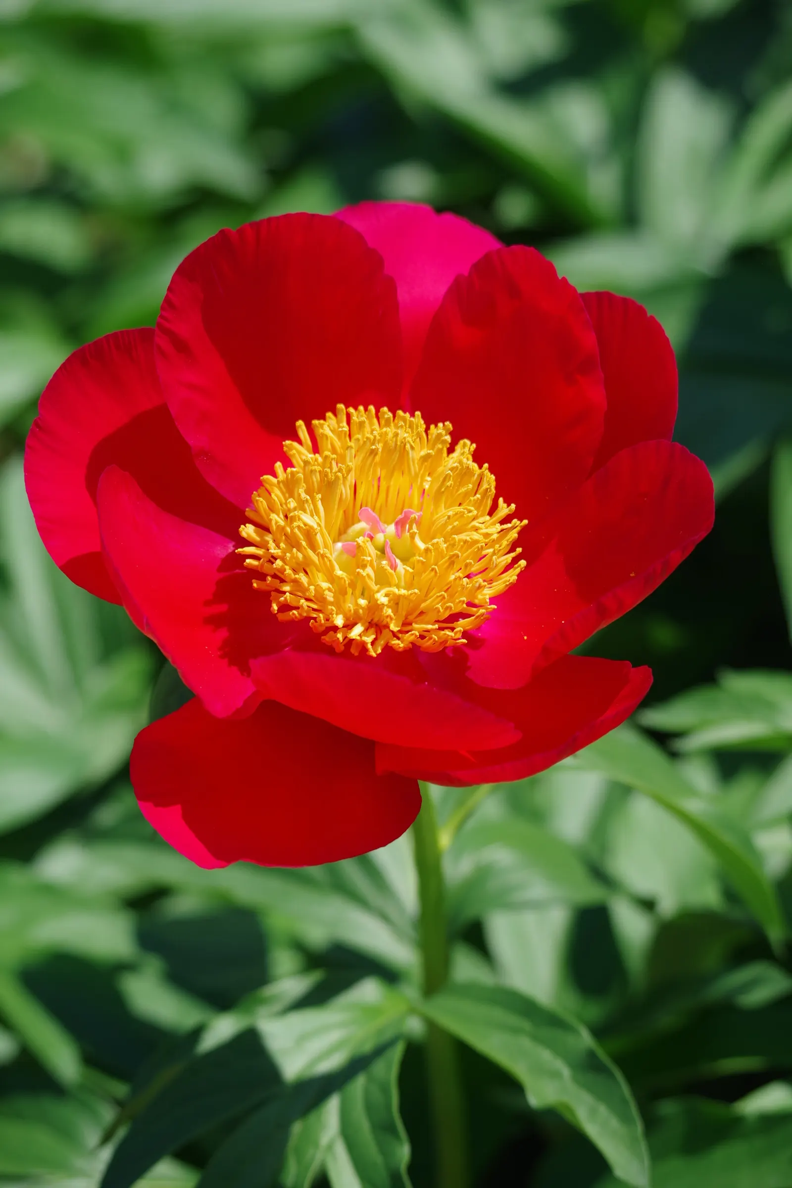 Chinese Peony (Paeonia Lactiflora) — Blooms appear in late spring, offering a spectacular display; the foliage remains an attractive green throughout the