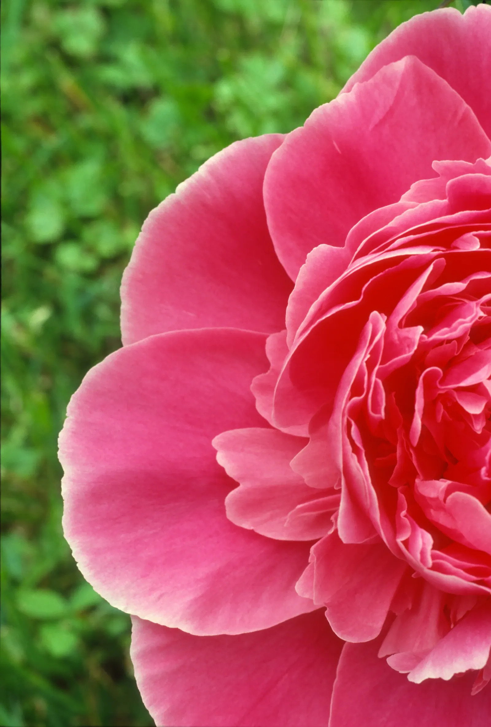 Chinese Peony (Paeonia Lactiflora) — When designing landscapes