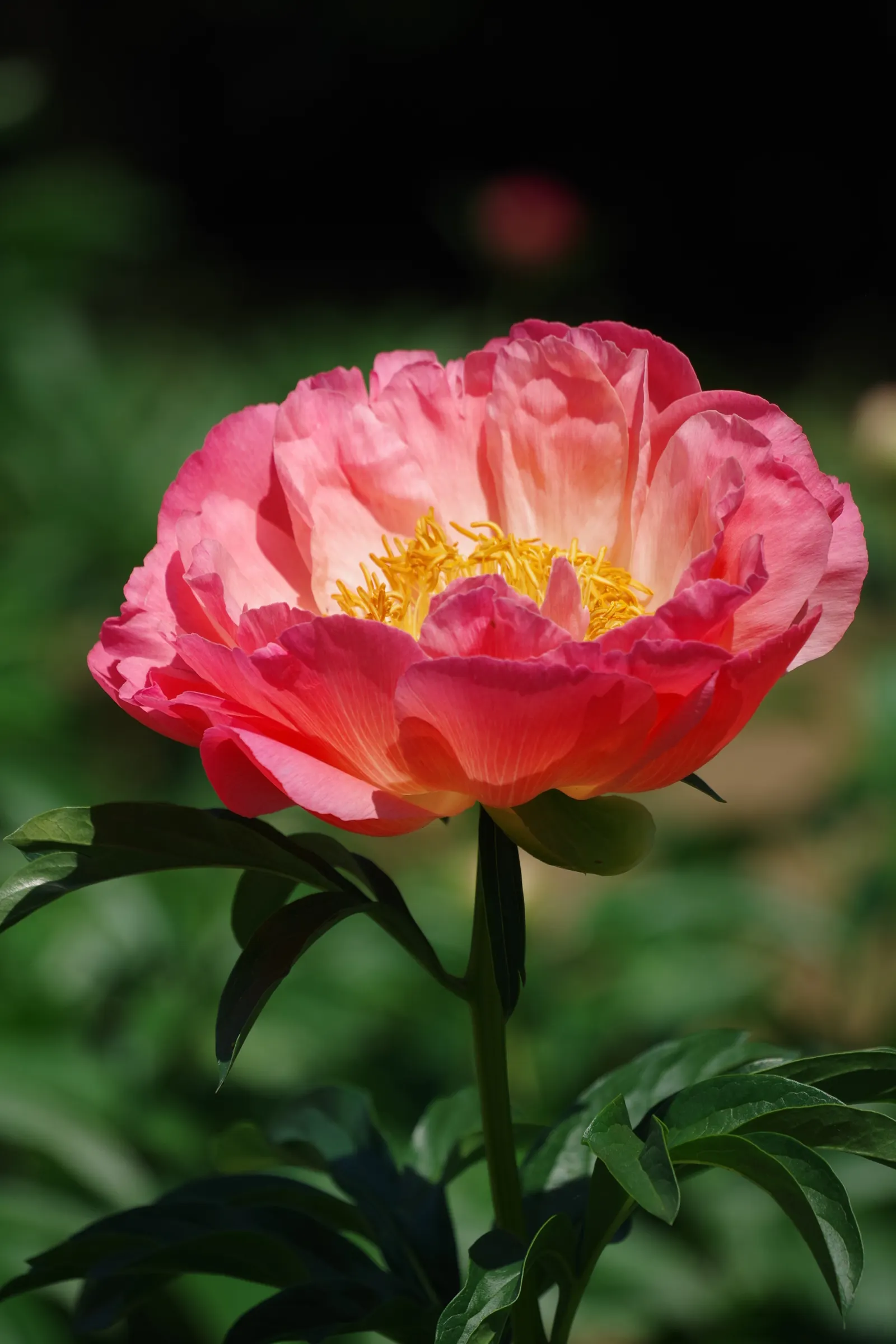 Chinese Peony (Paeonia Lactiflora) — thus it requires ample space to thrive.<br><br>Blossoms; and require minimal winter insulation once established
