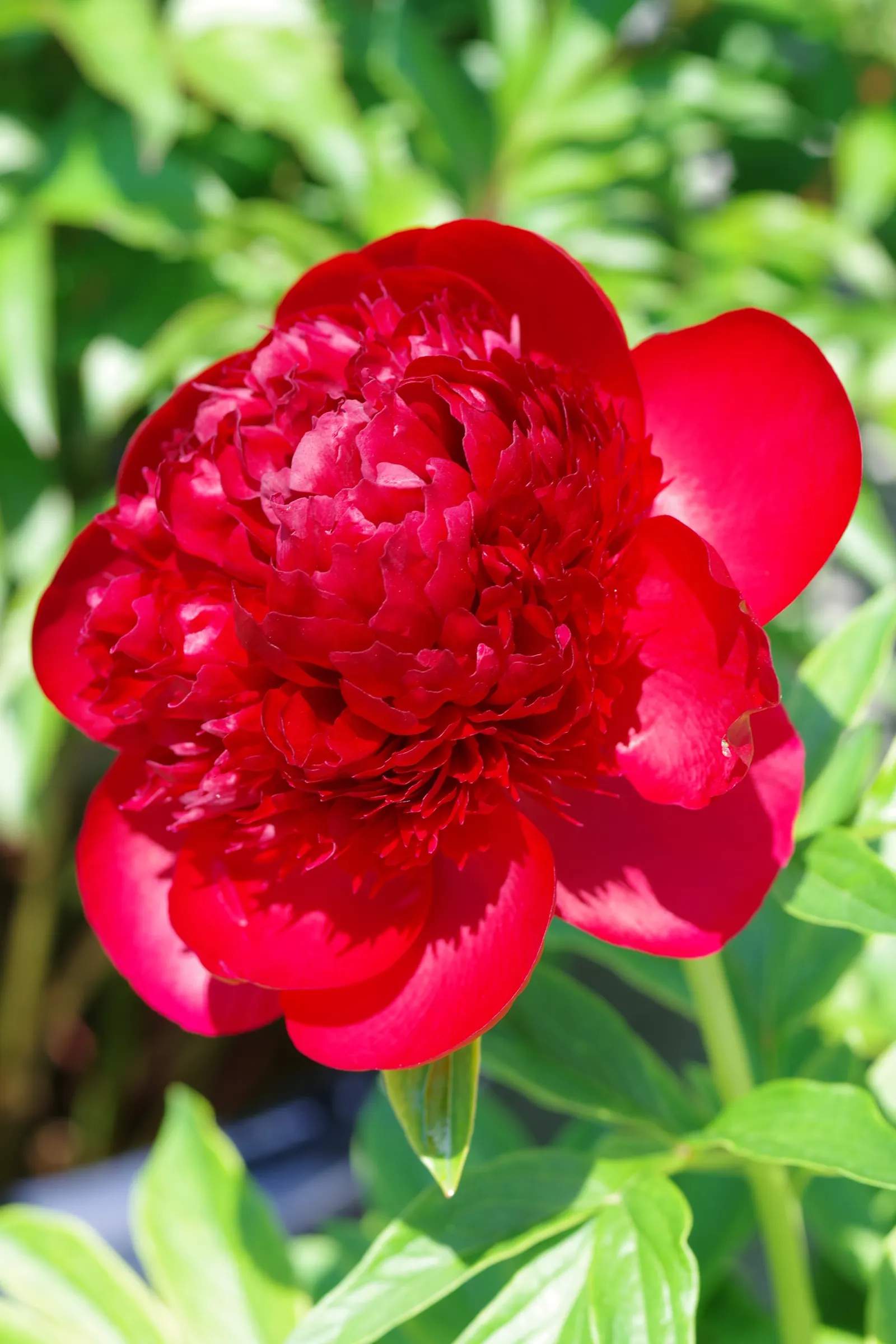 Chinese Peony (Paeonia Lactiflora) — floriferous blooms that serve as a stunning centerpiece for any garden; little pruning is needed, just the removal of