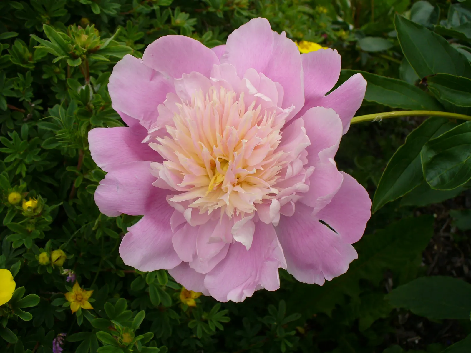 Chinese Peony (Paeonia Lactiflora) — and some cultivars feature enchanting multicolored petals, image 102
