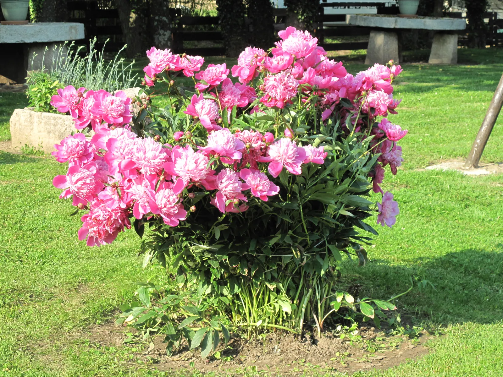Chinese Peony (Paeonia Lactiflora) — which can span up to 10 inches across; fragrant flowers in shades from white to deep pink, image 100