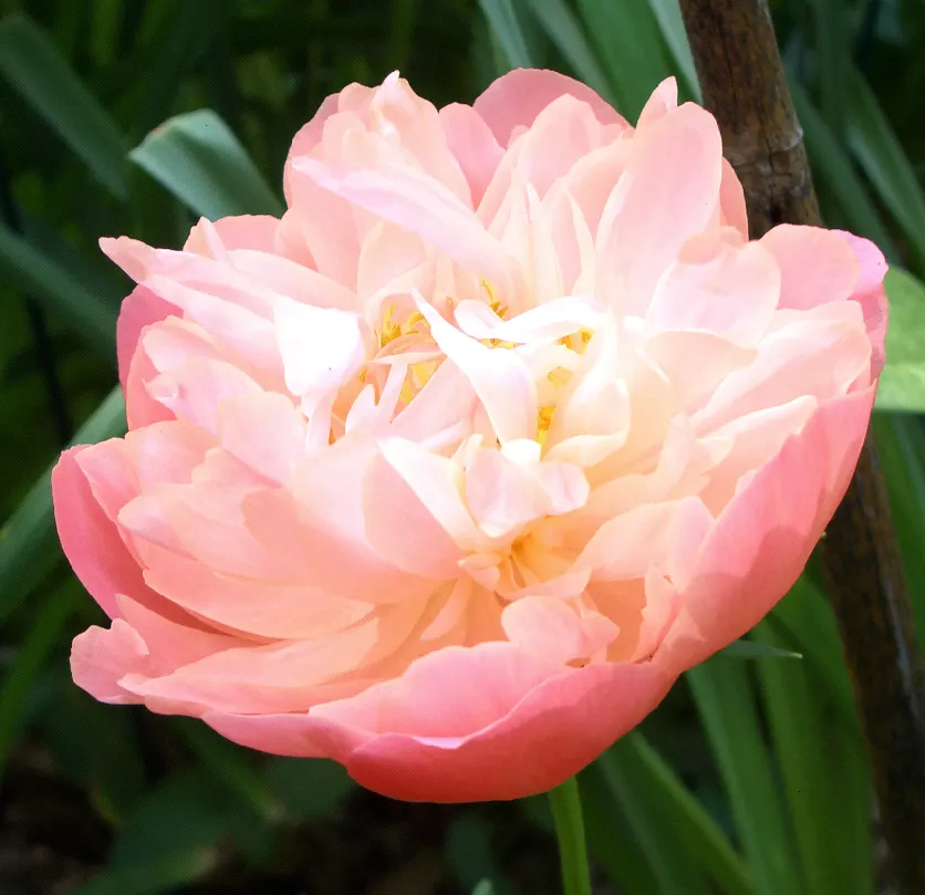 Chinese Peony (Paeonia Lactiflora) — Blooms appear in late spring, offering a spectacular display
