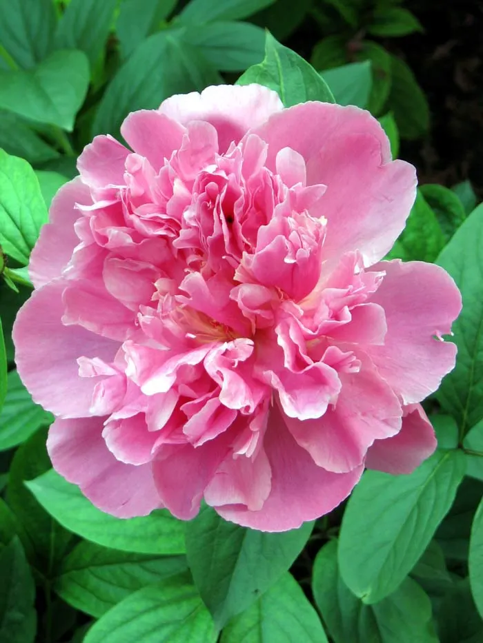 Chinese Peony (Paeonia Lactiflora) — is a perennial plant renowned for its lush; gracing gardens with their presence in May or early June, image 94