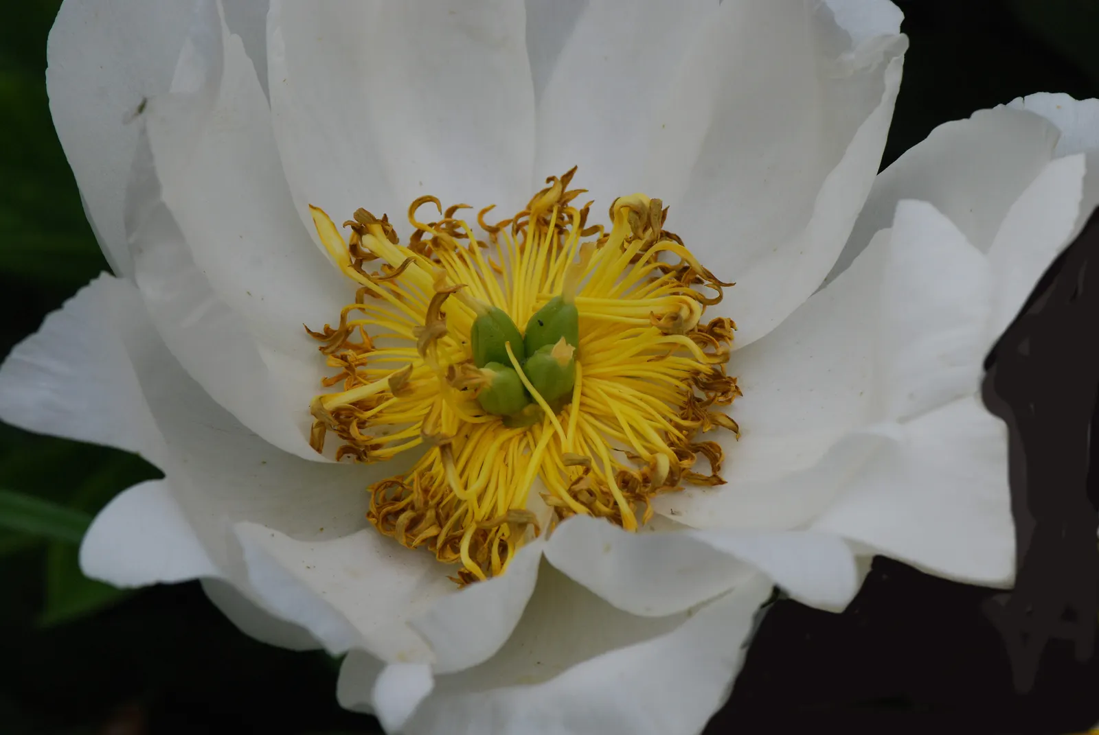 Chinese Peony (Paeonia Lactiflora) — Preferring full sun to partial shade, it flourishes in well-drained soil