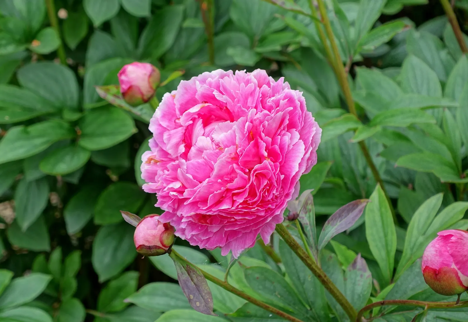 Chinese Peony (Paeonia Lactiflora) — is a perennial plant renowned for its lush