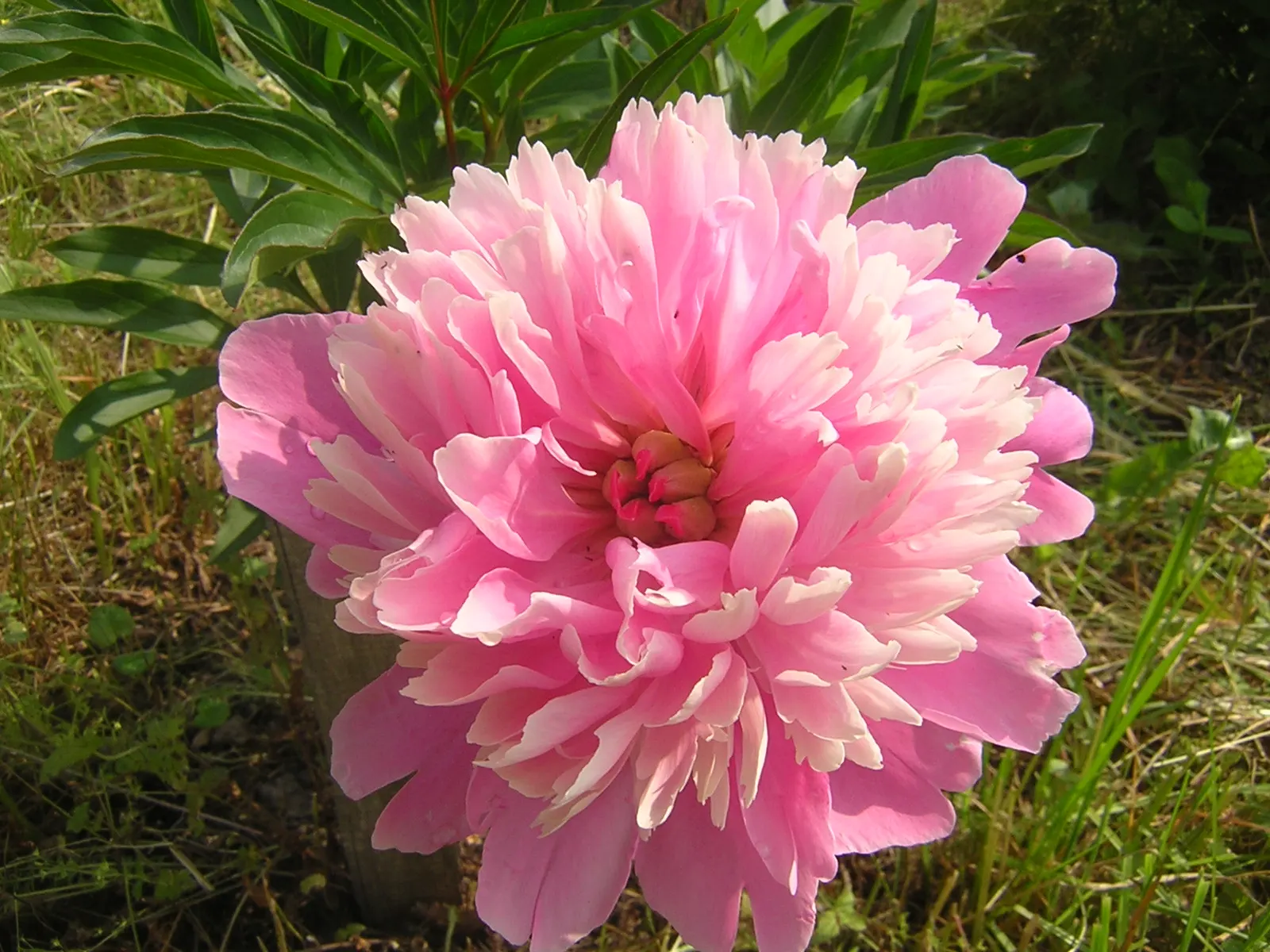 Chinese Peony (Paeonia Lactiflora) — The lush foliage provides a backdrop for summer plants after flowering