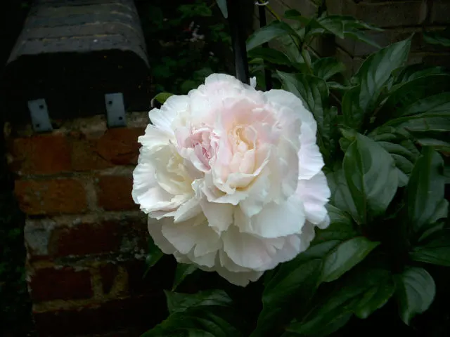 Chinese Peony (Paeonia Lactiflora) — Little pruning is needed, just the removal of spent flowers to promote health and aesthetics; it's vital to, image 82