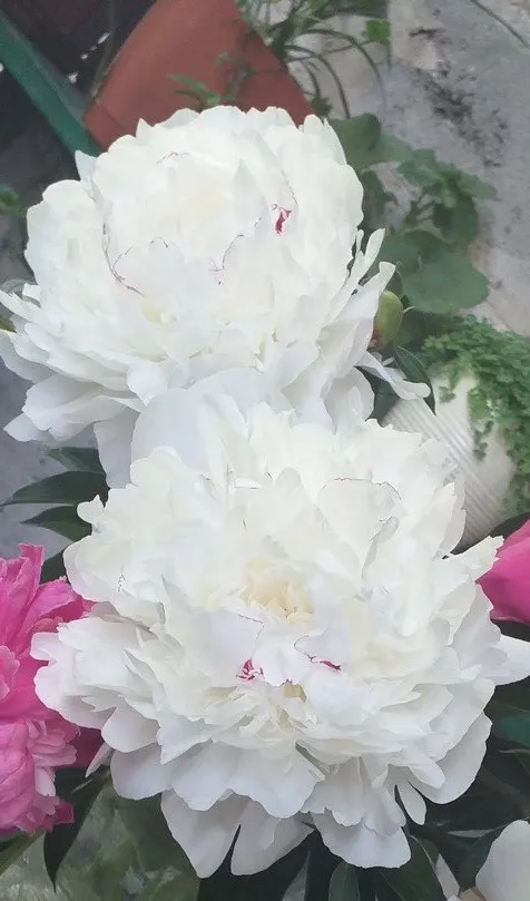Chinese Peony (Paeonia Lactiflora) — Thriving in zones 3-8, it reaches 2-3 feet in height and spread; consider that an individual plant can reach a, image 60