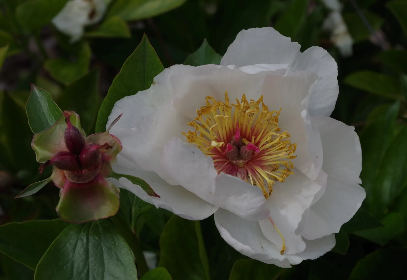 Chinese Peony (Paeonia Lactiflora) — floriferous blooms that serve as a stunning centerpiece for any garden; little pruning is needed, just the, image 95