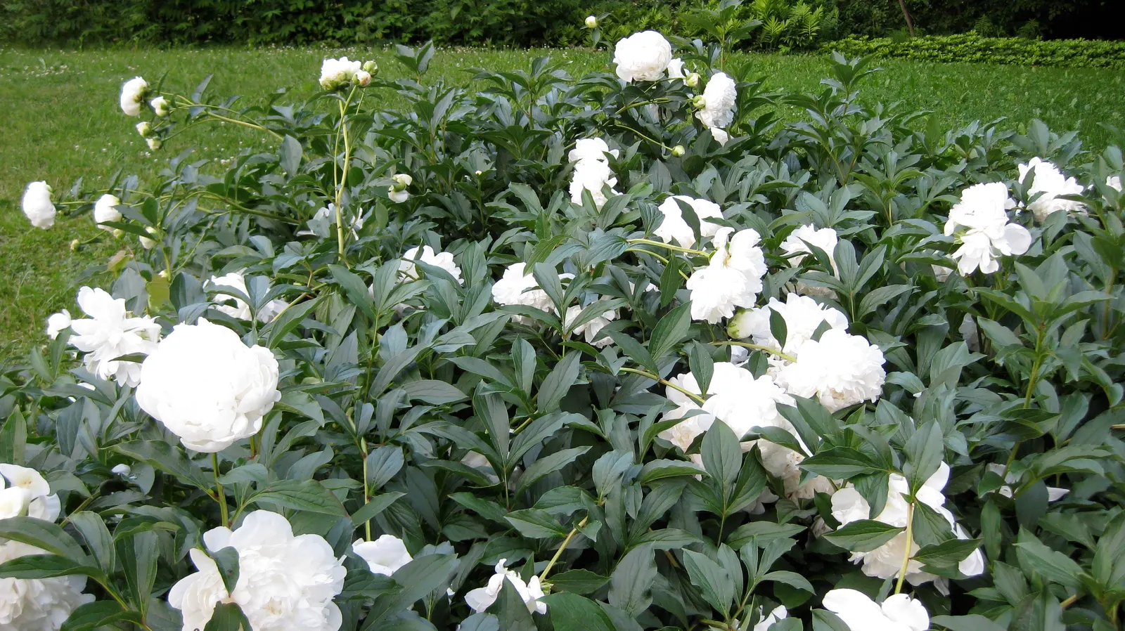 Chinese Peony (Paeonia Lactiflora) — thus it requires ample space to thrive.<br><br>Blossoms; and require minimal winter insulation once established, image 99