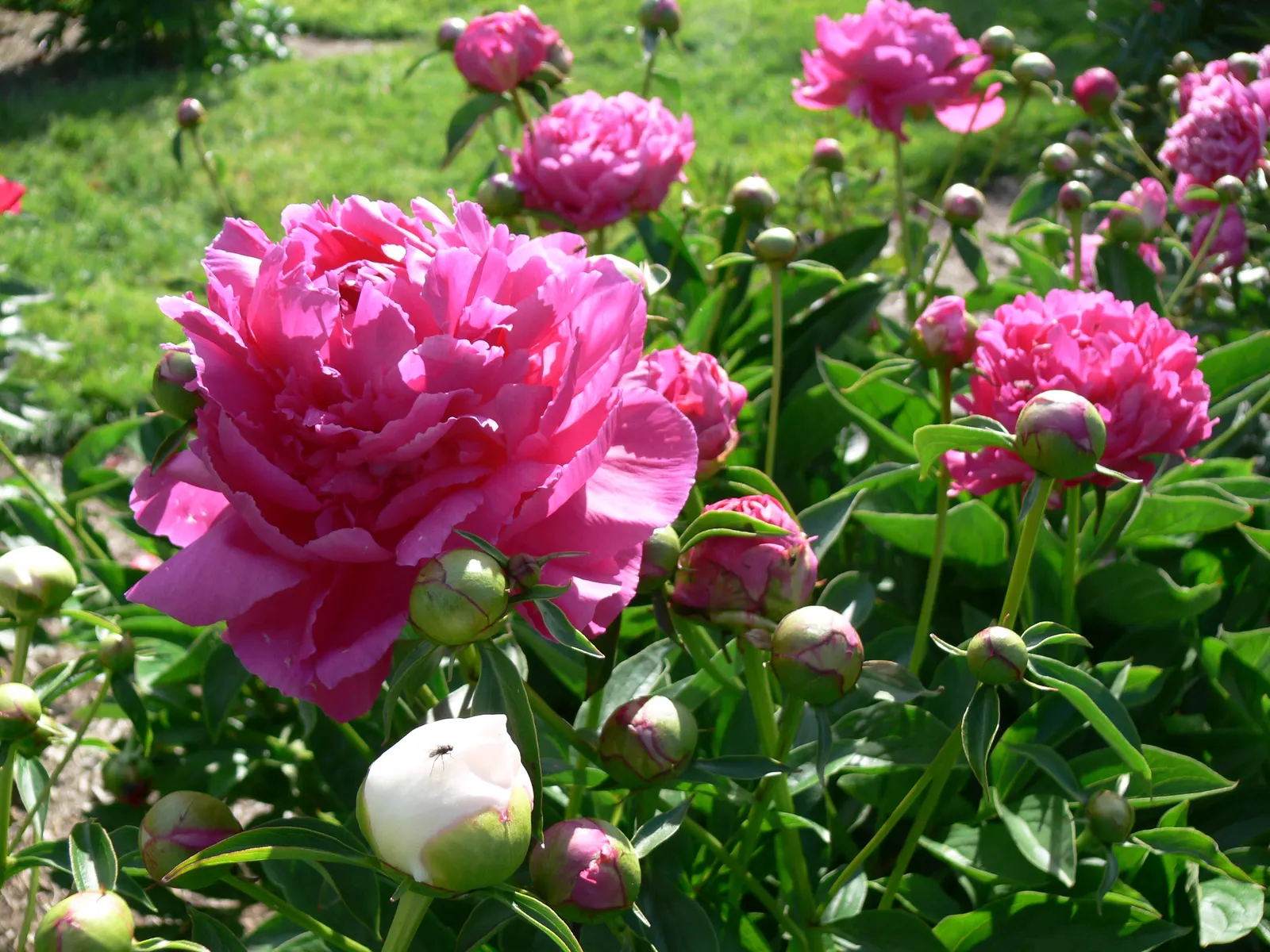 Chinese Peony (Paeonia Lactiflora) — Deer resistant and low maintenance