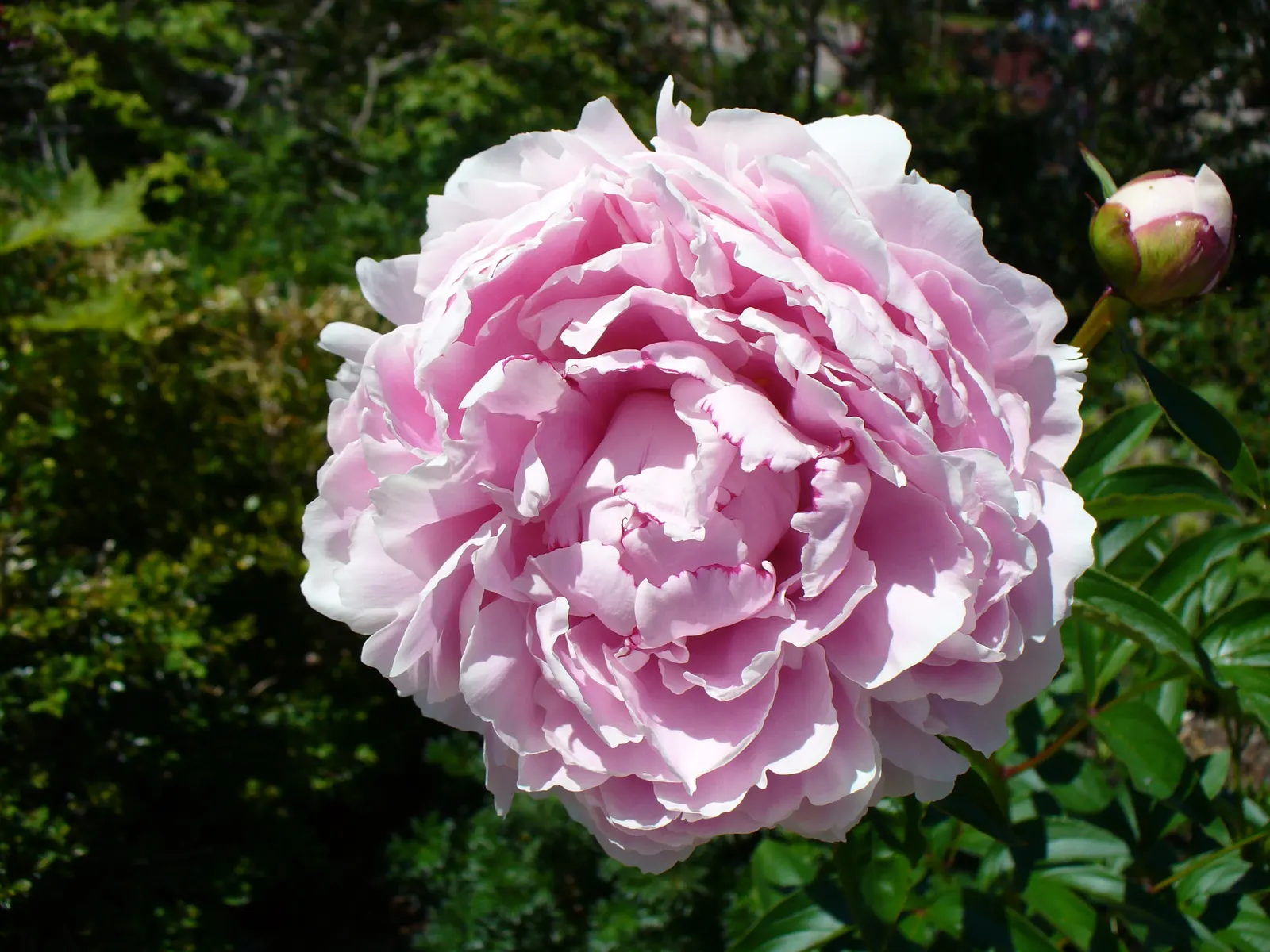 Chinese Peony (Paeonia Lactiflora) — The foliage remains an attractive green throughout the growing season; pink and red and white flowers in the, image 83