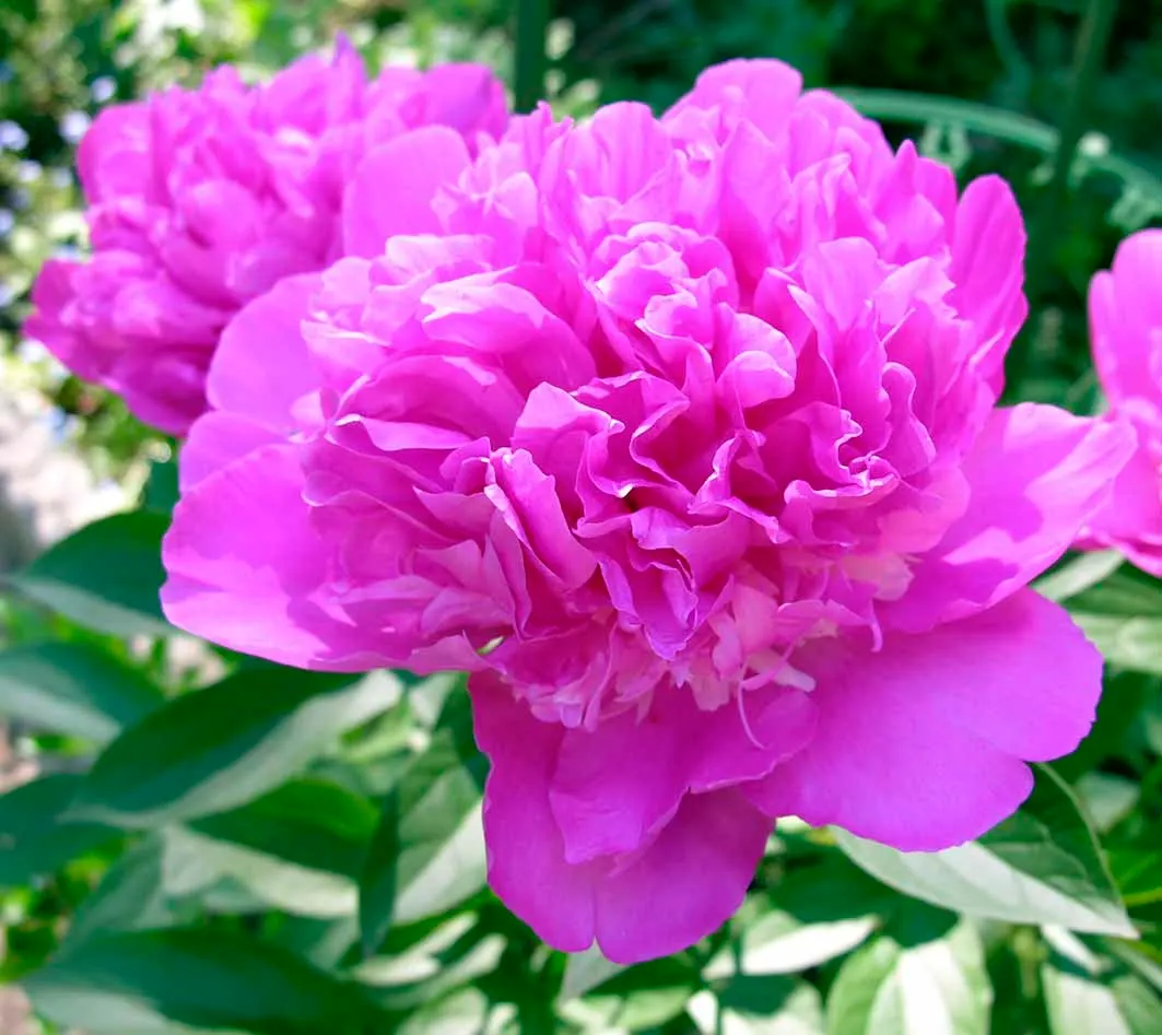 Chinese Peony (Paeonia Lactiflora) — Thriving in zones 3-8, it reaches 2-3 feet in height and spread; consider that an individual plant can reach a, image 89
