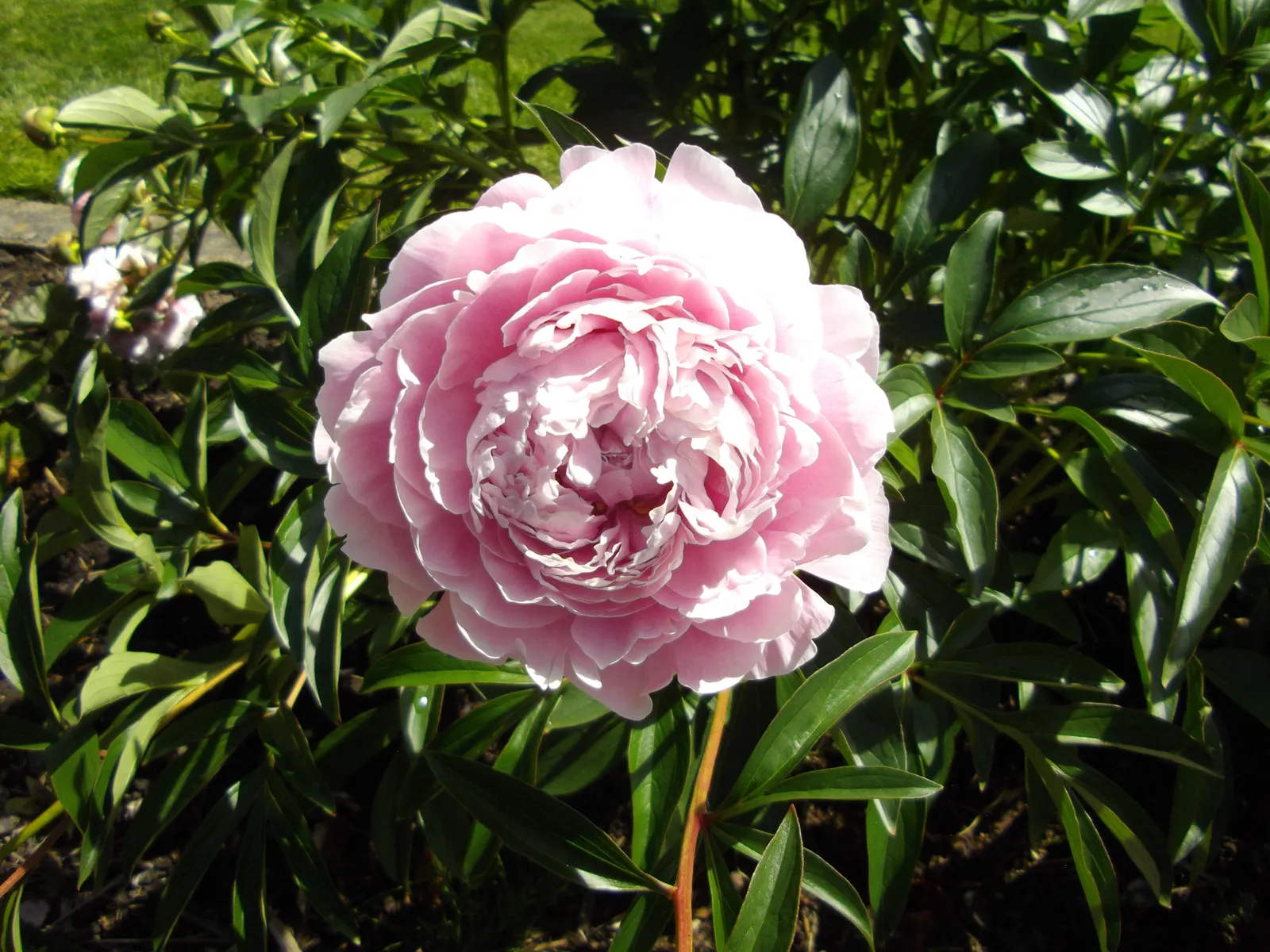 Chinese Peony (Paeonia Lactiflora) — fragrant flowers in shades from white to deep pink