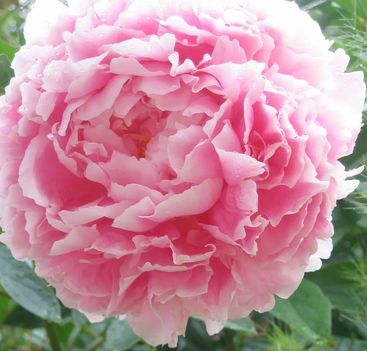 Chinese Peony (Paeonia Lactiflora) — When designing landscapes; this species boasts a rich horticultural history and is celebrated for its beauty, image 97