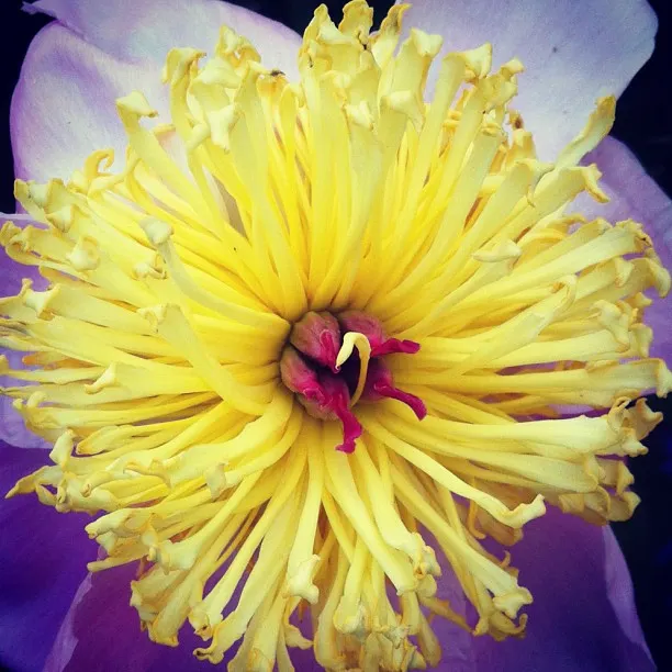 Chinese Peony (Paeonia Lactiflora) — exhibit a variety of hues including whites; floriferous blooms that serve as a stunning centerpiece for any, image 101