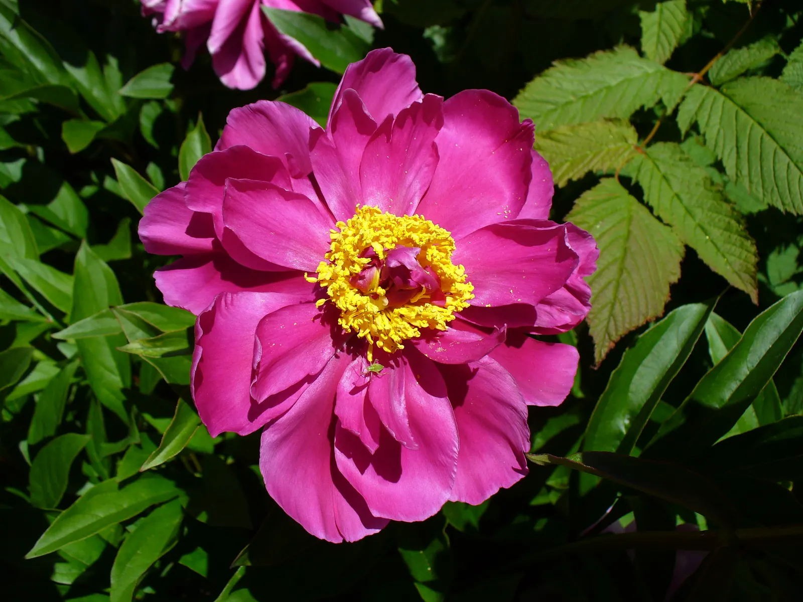 Chinese Peony (Paeonia Lactiflora) — providing a backdrop for other garden plants post bloom; the lush foliage provides a backdrop for summer, image 84