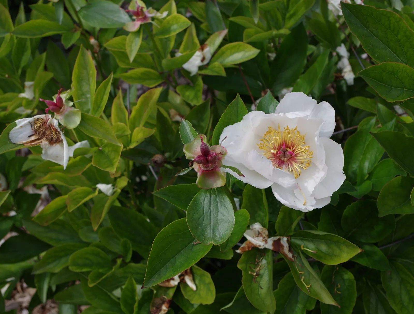 Chinese Peony (Paeonia Lactiflora) — fragrant flowers in shades from white to deep pink; blooms appear in late spring, offering a spectacular, image 88