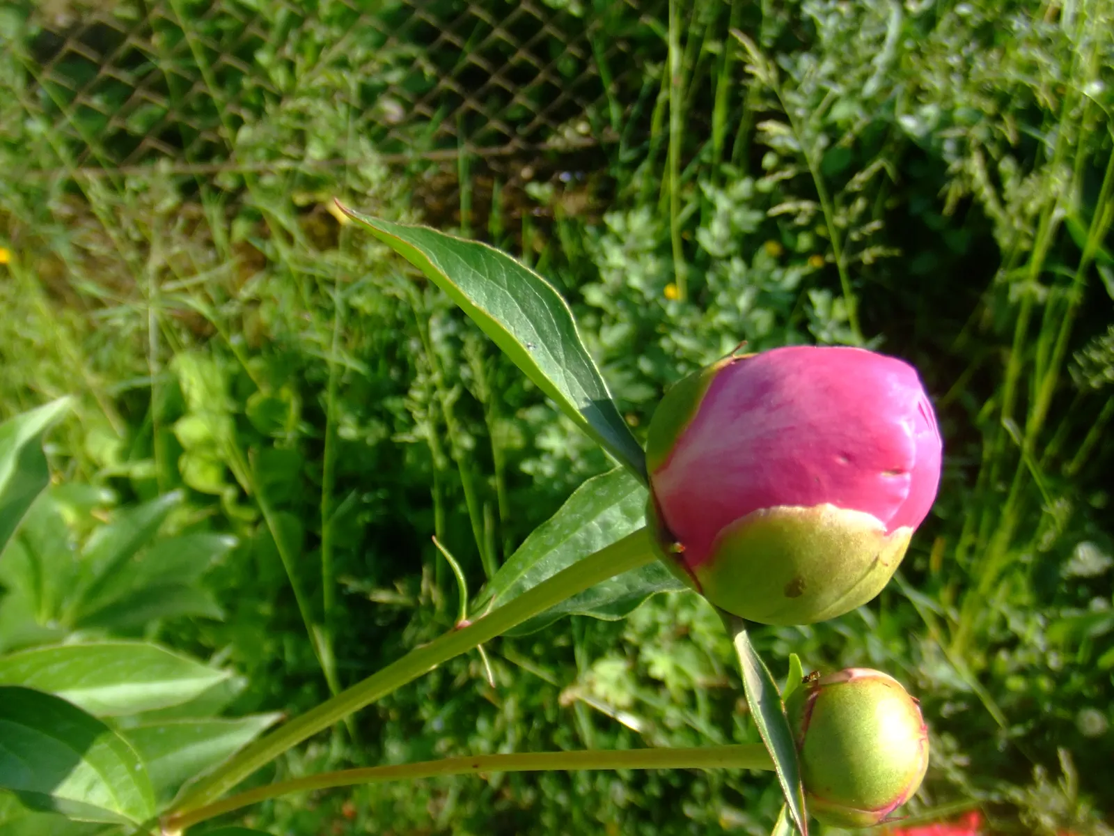 Chinese Peony (Paeonia Lactiflora) — this species boasts a rich horticultural history and is celebrated for its beauty and fragrance; thriving in, image 96