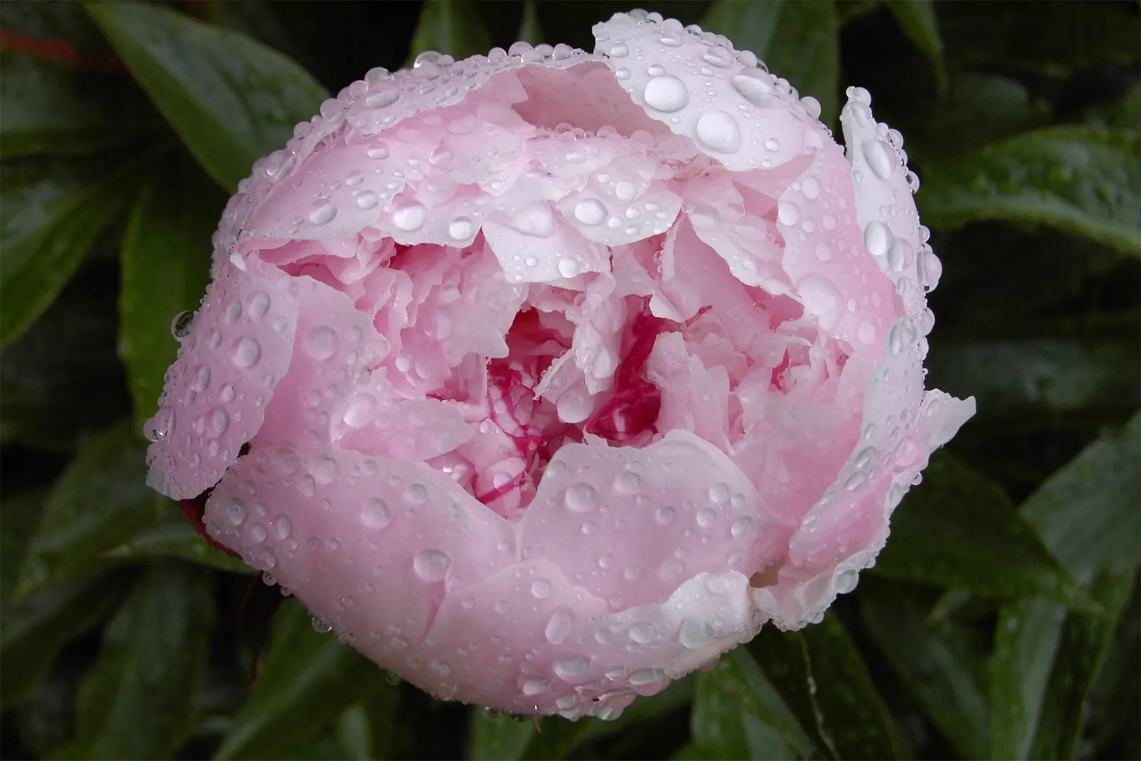 Chinese Peony (Paeonia Lactiflora) — consider that an individual plant can reach a mature size of roughly 2 to 3 feet in height and spread; early, image 98