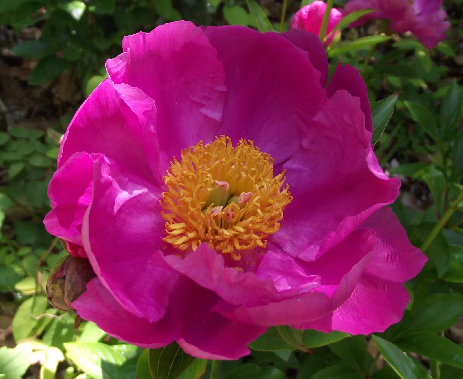 Chinese Peony (Paeonia Lactiflora) — floriferous blooms that serve as a stunning centerpiece for any garden