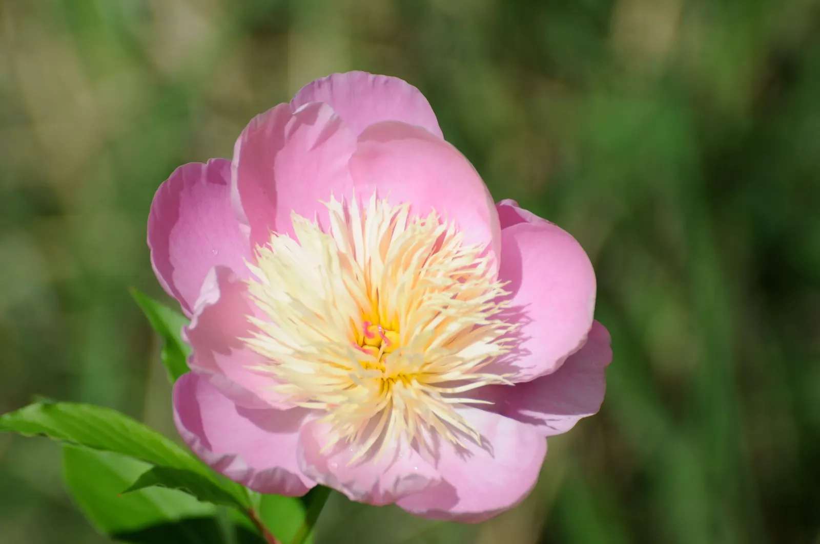Chinese Peony (Paeonia Lactiflora) — The lush foliage provides a backdrop for summer plants after flowering; preferring full sun to partial shade, image 92
