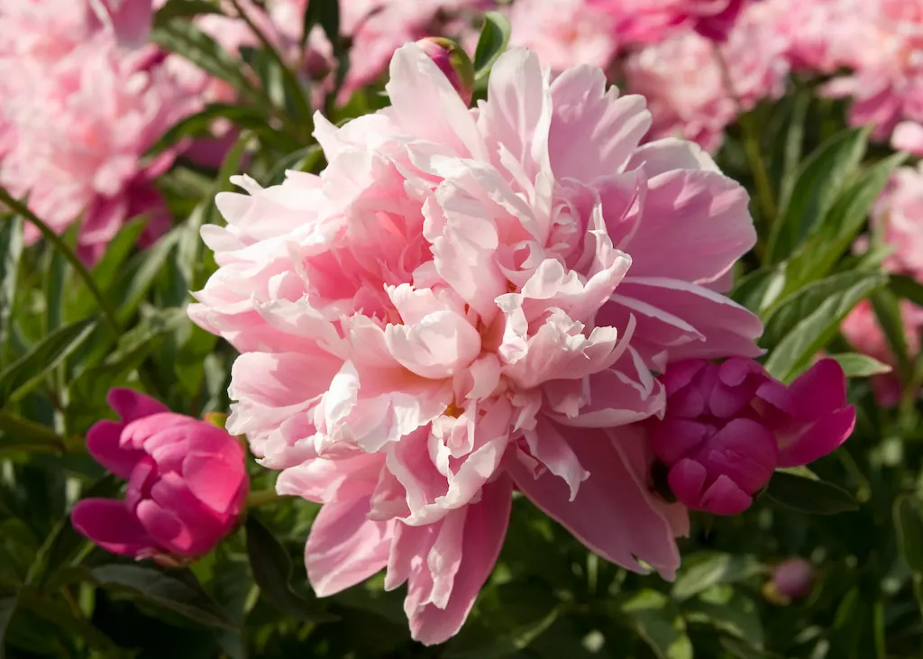 Chinese Peony (Paeonia Lactiflora) — Deer resistant and low maintenance; when designing landscapes, image 93