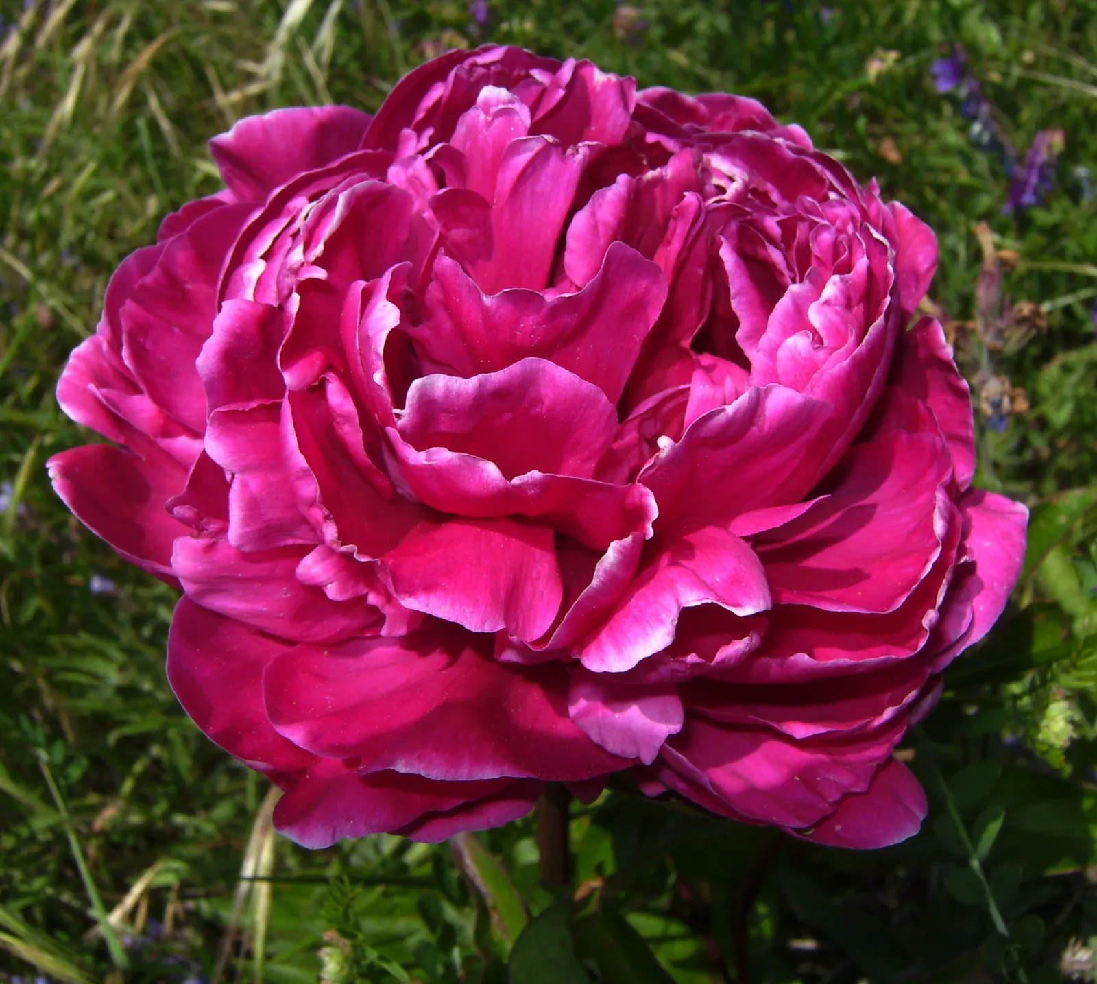 Chinese Peony (Paeonia Lactiflora) — Thriving in zones 3-8, it reaches 2-3 feet in height and spread