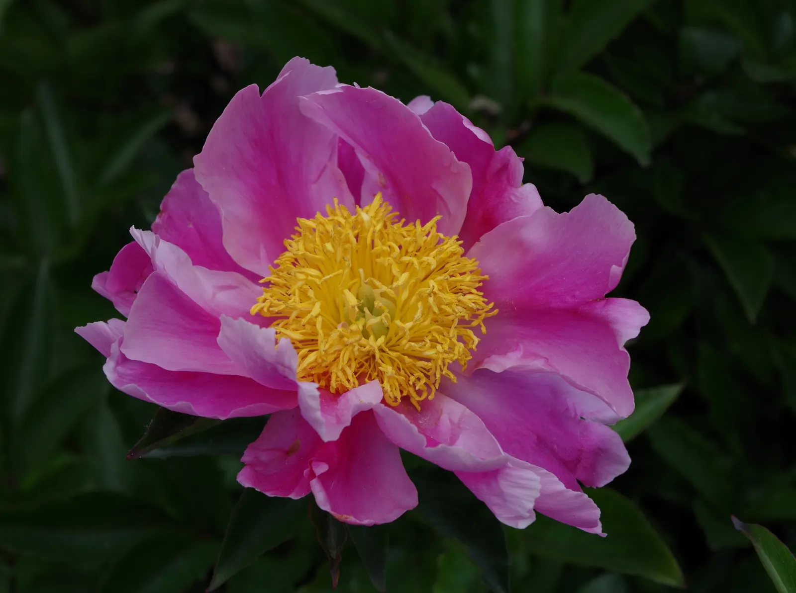 Chinese Peony (Paeonia Lactiflora) — and require minimal winter insulation once established; which can span up to 10 inches across, image 81