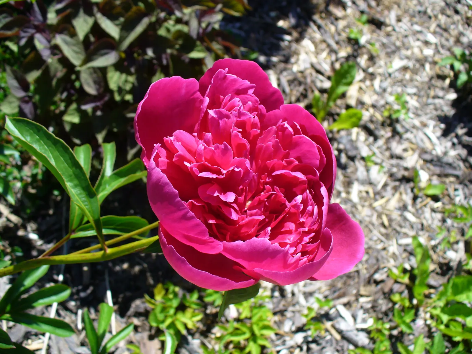Chinese Peony (Paeonia Lactiflora) — Early to mid-spring is when these impressive blooms typically make their first appearance; suitable for USDA, image 103